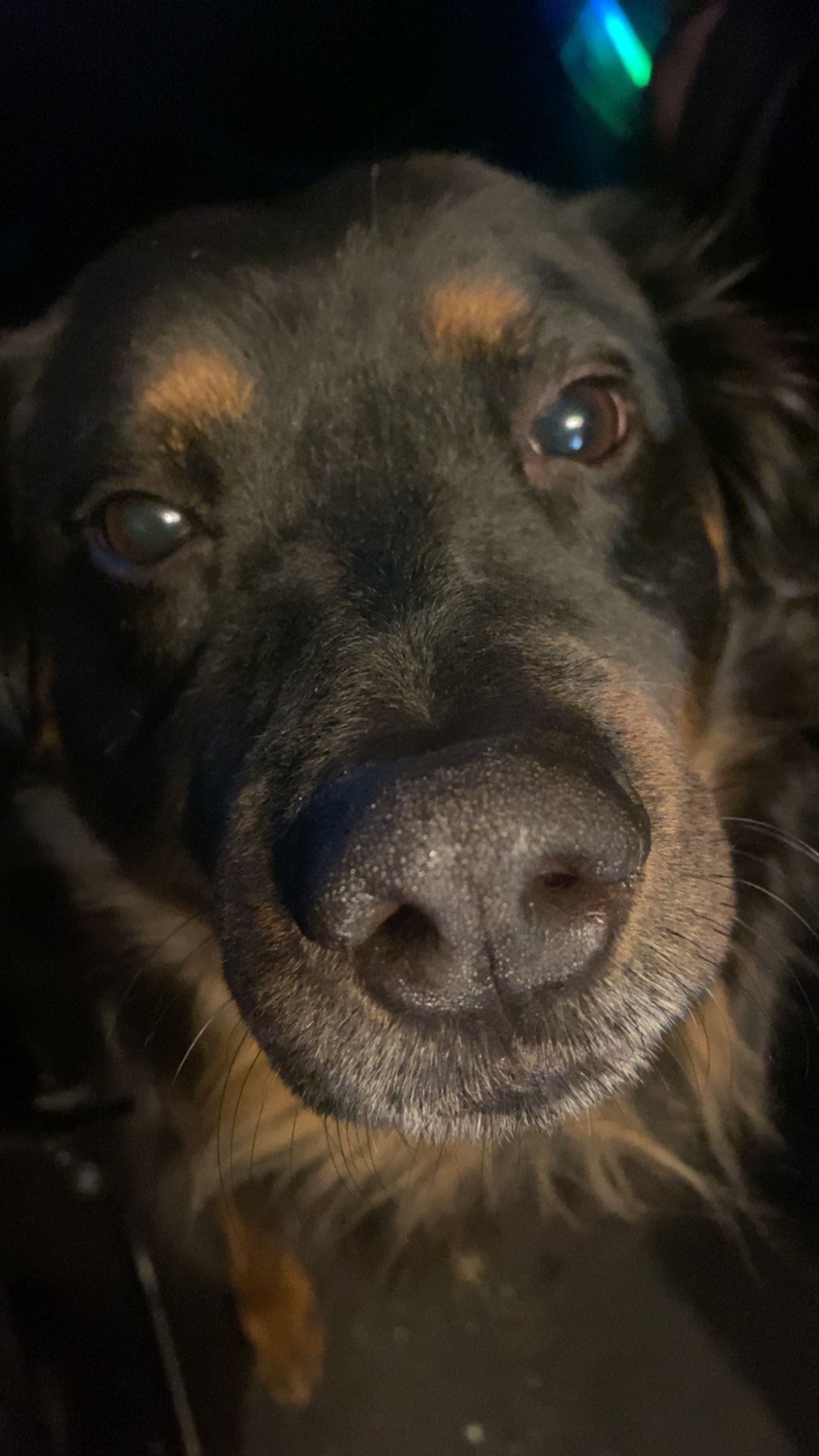 Finding Joy and Support Through Animal Companionship